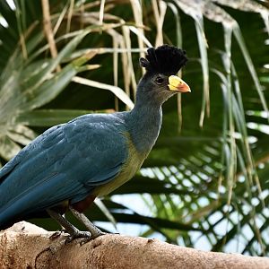 Great Blue Turaco (Corythaeola cristata)