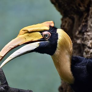 Great Hornbill (Buceros bicornis) female