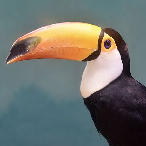Toco Toucan (Ramphastos toco)