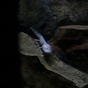 Texas Blind Cave Salamander (Eurycea rathbuni)