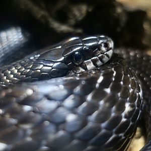 Western Rat Snake (Pantherophis obsoletus)