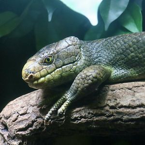 Prehensile-Tailed Skink (Corucia zebrata)