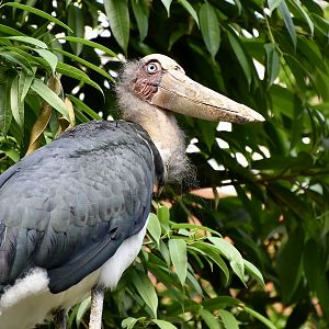 Lesser Adjutant Stork (Leptoptilos javanicus)