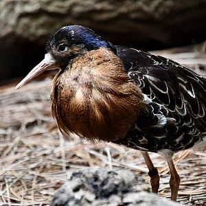 Ruff (Calidris pugnax) territorial male