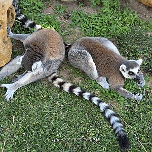 Ring-Tailed Lemur - Tanganyika Wildlife Park