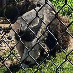 Giant Anteater - Tanganyika Wildlife Park