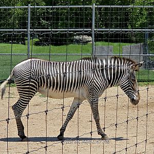 Grévy's Zebra - Tanganyika Wildlife Park