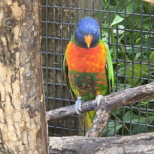 Rainbow Lorikeet - Tanganyika Wildlife Park