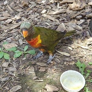 Rainbow Lorikeet - Tanganyika Wildlife Park