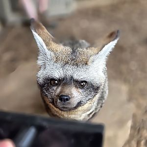 Bat-Eared Fox - Tanganyika Wildlife Park