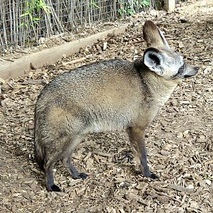 Bat-Eared Fox - Tanganyika wildlife park