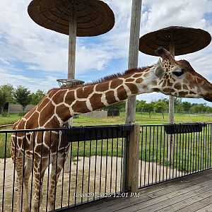 Reticulated Giraffe - Tanganyika Wildlife Park
