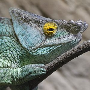 Parson's Chameleon (Calumma parsonii)