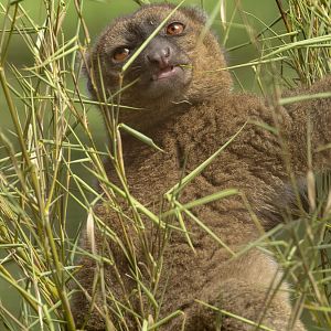 Greater bamboo lemur : Cotswold WP : 04 Jul 2025