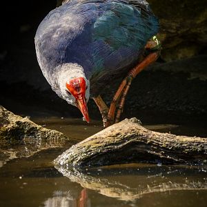 Purple swamphen / Grey-headed swamphen : Cotswold WP : 04 Jul 2025