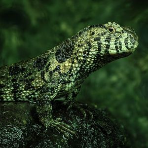 Chinese crocodile lizard : Cotswold WP : 04 Jul 2025