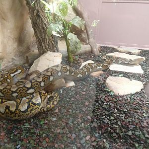 Reticulated python - Belo Horizonte zoo