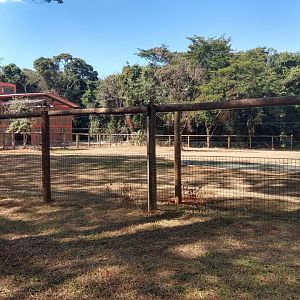 Almost done giraffe house - Belo Horizonte zoo