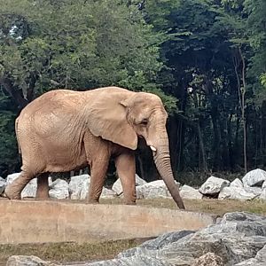 Axé, the African Elephant - Belo Horizonte zoo