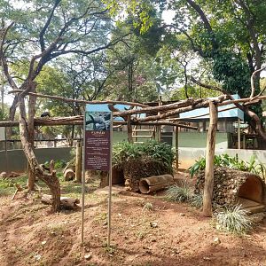 Lesser grison exhibit - Belo Horizonte zoo