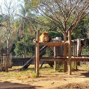 Lolek, the African lion - Belo Horizonte zoo