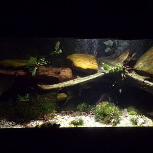 Freshwater amphipod tank 9.7.25