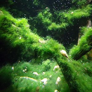 Magnifier glass viewing area for snail tank 9.7.25