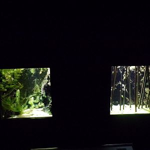 Various water insect tanks 9.7.25