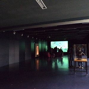 View towards main fish tank 9.7.25