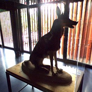 Animal chimaera 9.7.25