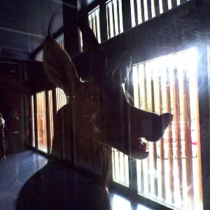 Animal chimaera 9.7.25