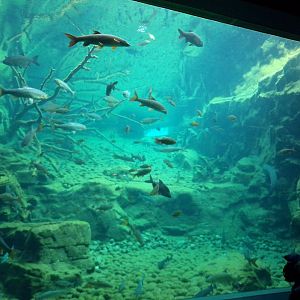 Freshwater fish tank 9.7.25