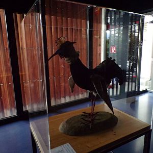 Animal chimaera number 2 9.7.25