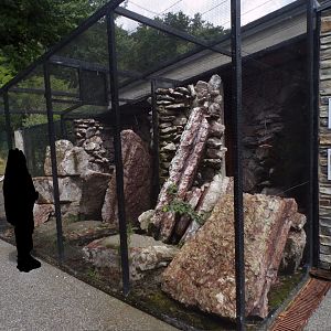 Wallcreeper aviaries 9.7.25