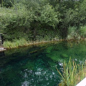 Freshwater fish pool from above 9.7.25