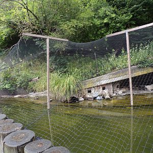 Mixed waterbird aviary 9.7.25