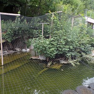 Mixed waterbird aviary 9.7.25