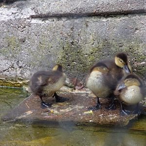 Pochard ducklings 9.7.25