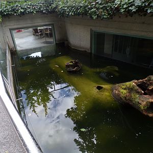 Eurasian otter enclosure 9.7.25