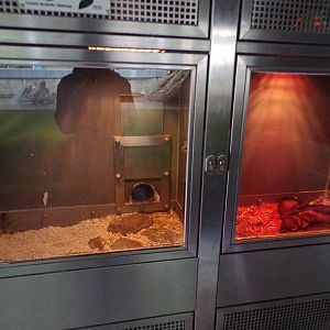 Western polecat indoors 9.7.25