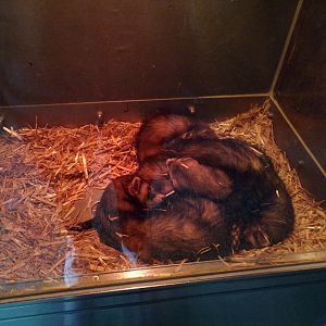 Western polecat pile 9.7.25