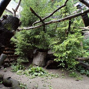 Pine marten enclosure 1 9.7.25