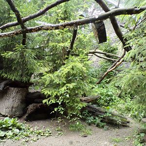 Pine marten enclosure 1 9.7.25