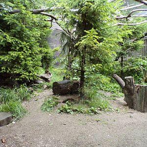 Pine marten enclosure 2 9.7.25