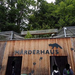 Access tunnel between pine marten enclosures 9.7.25