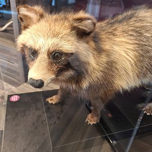Tanuki taxidermy (Nyctereutes viverrinus) - Lake Biwa Museum