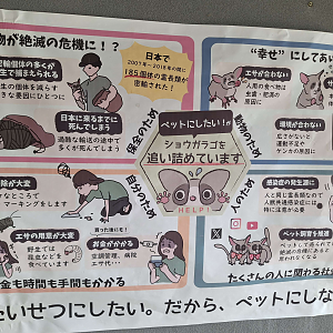 Signage example - why galagos should not be kept as pets