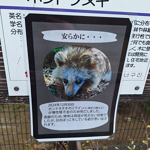 Signage example - death of Tanuki