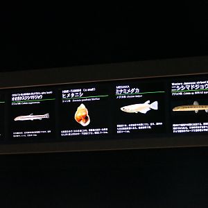 Signage example - Lake Biwa Museum