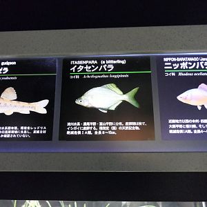 Signage example - Lake Biwa Museum